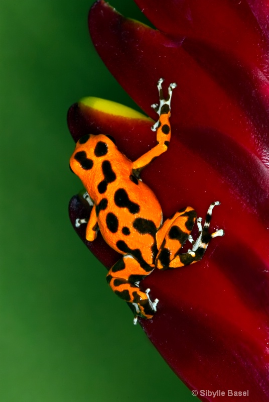 Orange Dart Frog - ID: 8869724 © Sibylle Basel