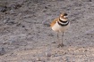 Killdeer