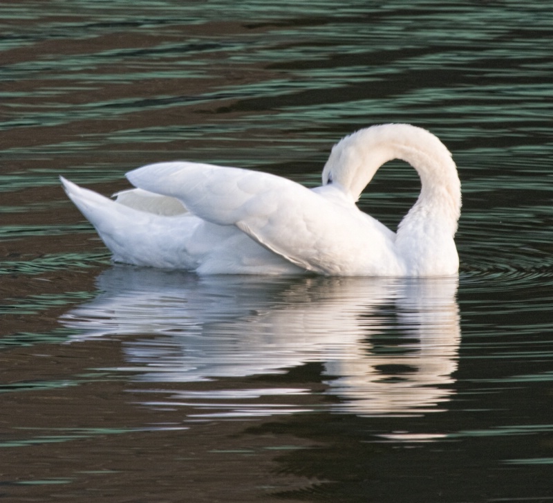 A Swan Pattern