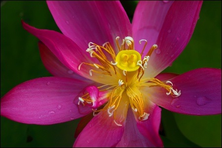 Drenched Lotus