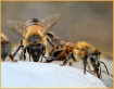 The Worker Bees