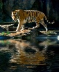 Potowatami Tiger