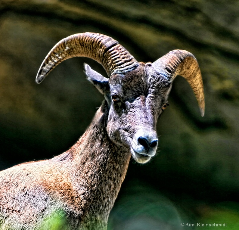 Mountain Sheep 