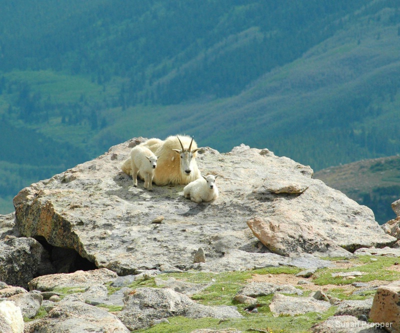 Mountain Goat with Kids After