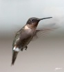 <b>Ruby-Throated ...