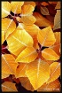 Golden Leafs