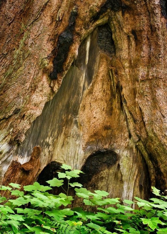 Redwood trunk with Foliage