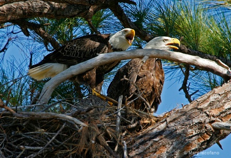 Mr. & Mrs. Eagle