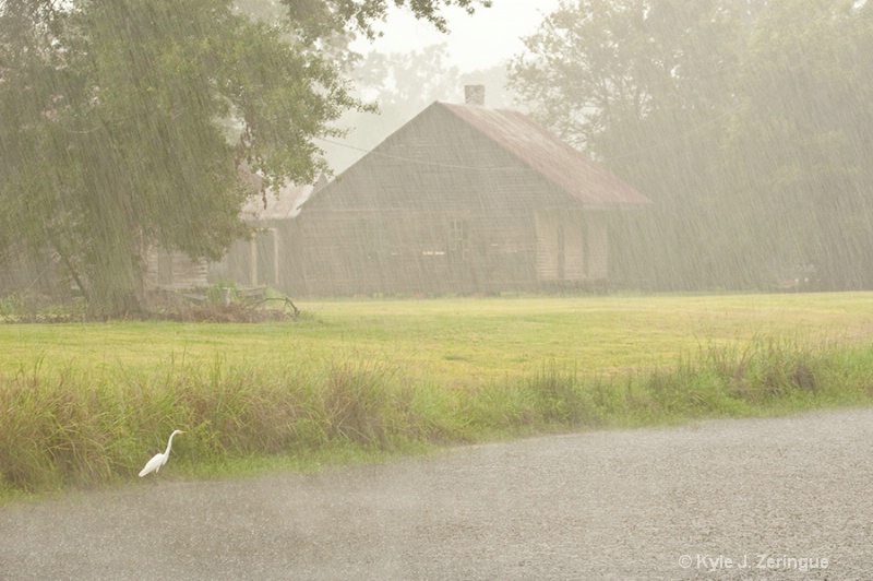 Cattle Egret, Sugar Plantation - ID: 8873196 © Kyle Zeringue