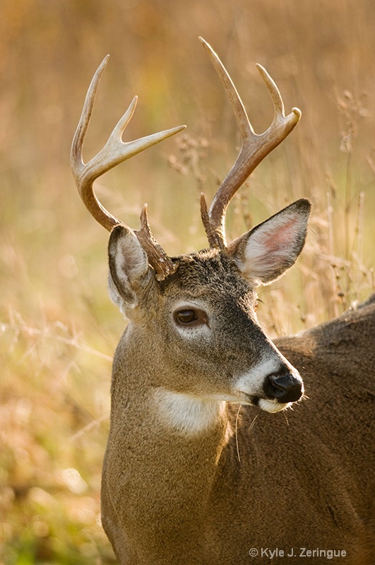 White Tail Deer - ID: 8873215 © Kyle Zeringue