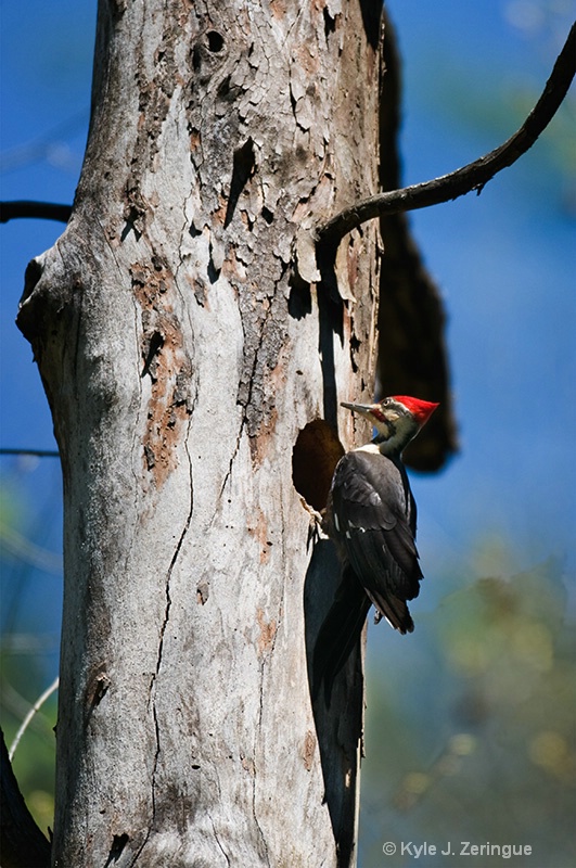 Pileated Woodpecker - ID: 8873217 © Kyle Zeringue