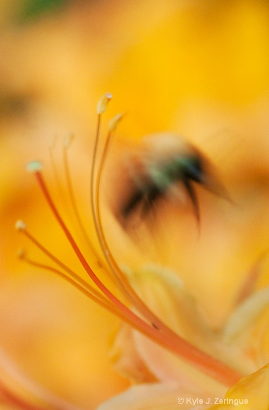 Bee and  Flame Azalea - ID: 8873226 © Kyle Zeringue