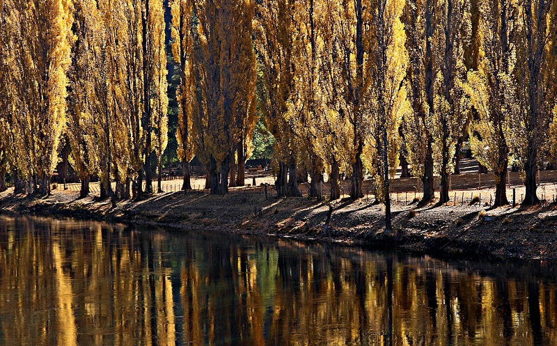 Backlit poplars and reflections on the river