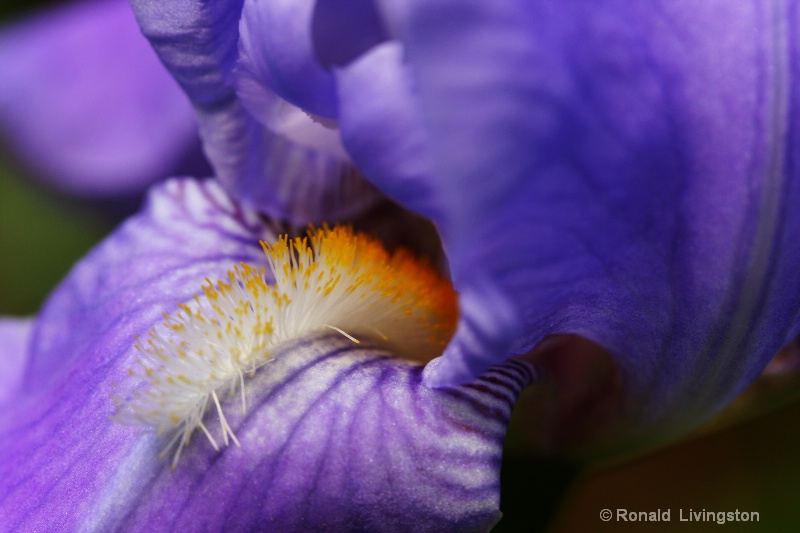 Lavender Landing - ID: 8873482 © Ron Livingston