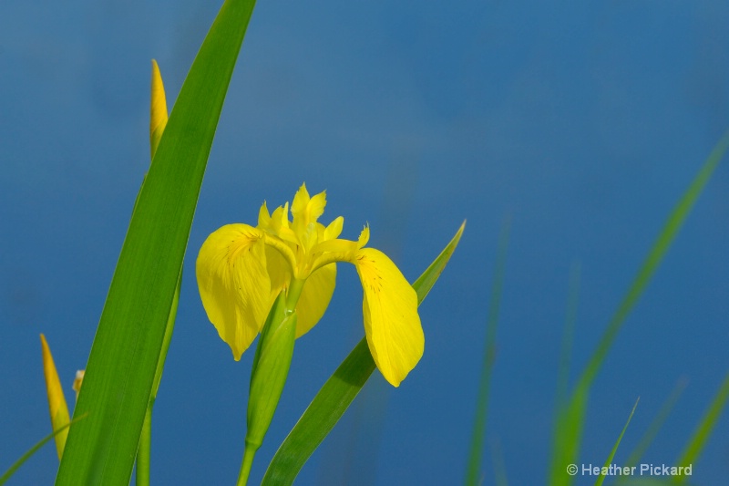 Yellow Iris