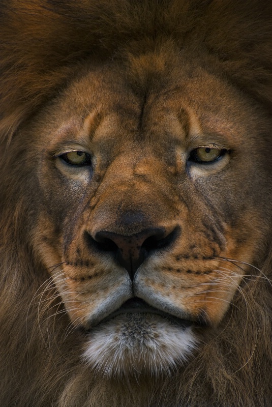 A Sober Lion's Stare