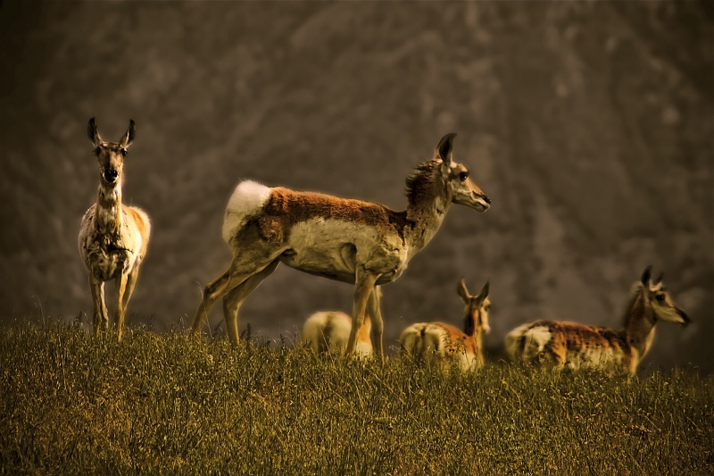 Pronghorn