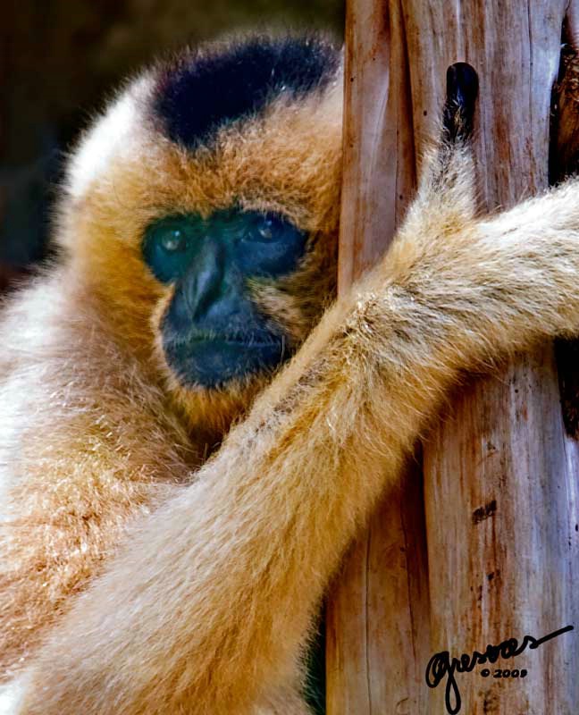 white-cheeked-gibbon-closeup