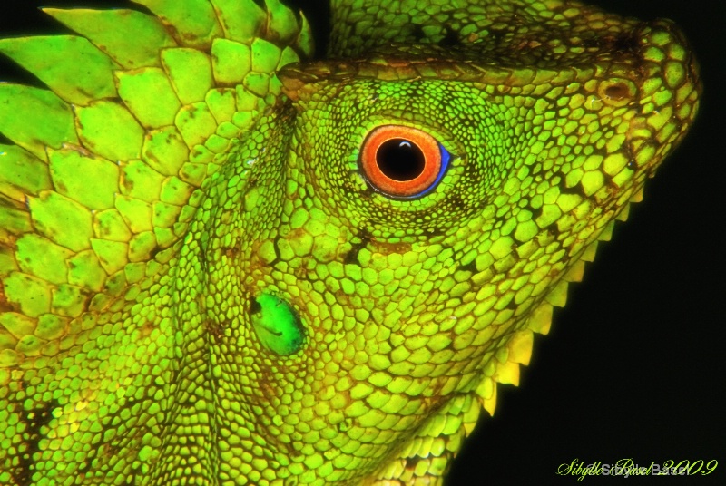 Lizard - ID: 8880622 © Sibylle Basel