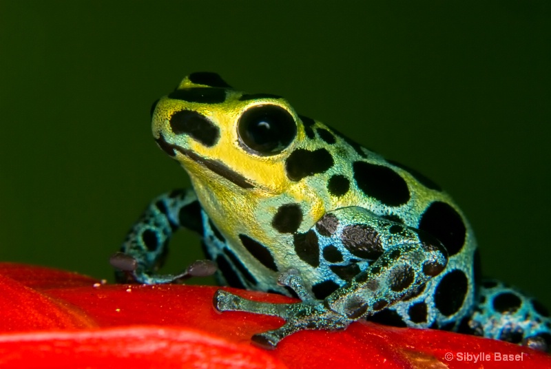 Dart frog - ID: 8880629 © Sibylle Basel