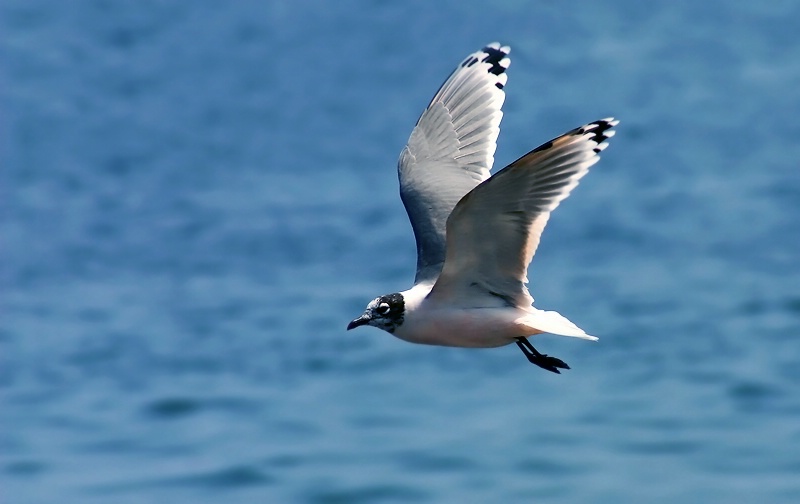 Nature - A gull 2 