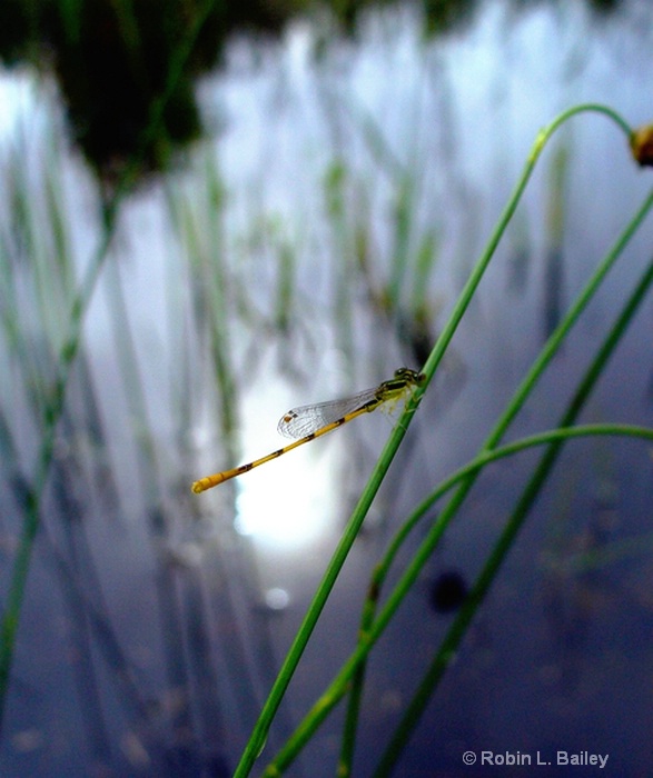 Water Nymph