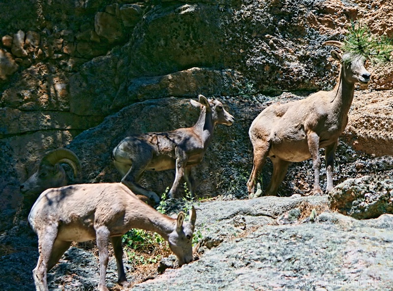Mountain Sheep family