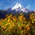 © Kurt Kettelhut PhotoID # 8884666: mtnhooddaisy1