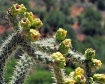 Cholla Cactus Pla...
