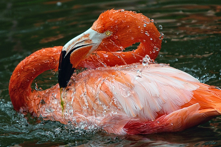 Bath Time for Bonzo - ID: 8885138 © Eric Highfield