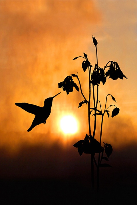 The Nectar of Dawn - ID: 8885263 © Eric Highfield