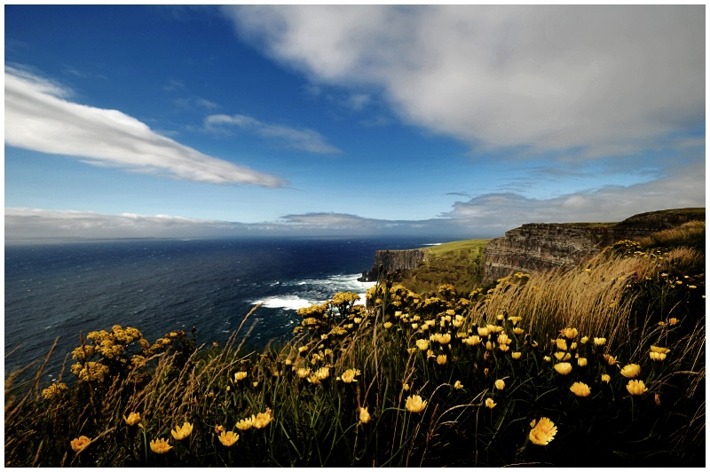 Flowers at the Cliffs of Moher