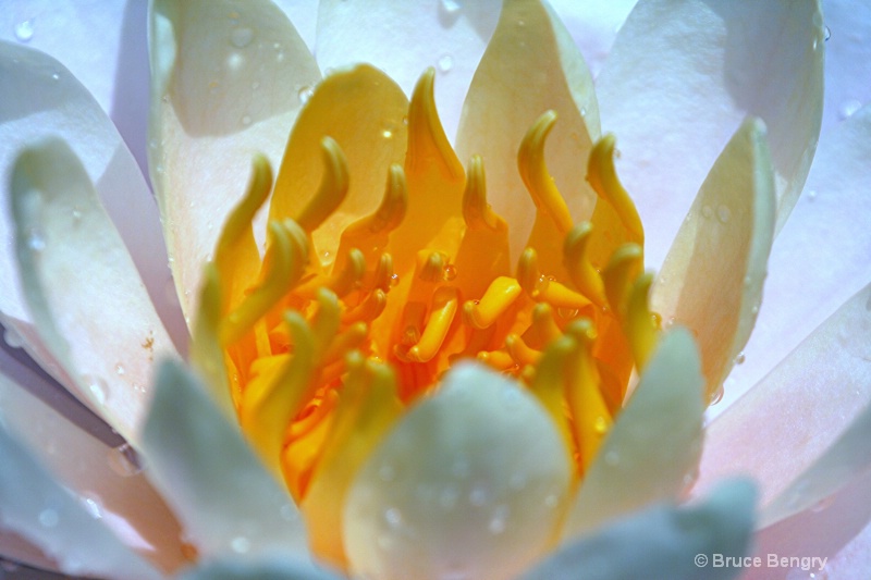Center of a waterlily