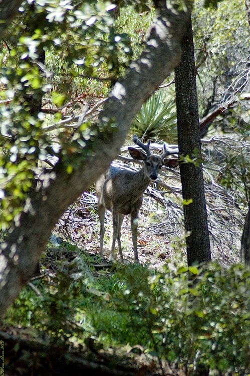 Peek-A-Boo!