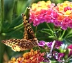 Garden visitor