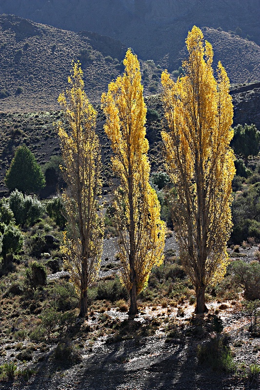 Three golden poplars