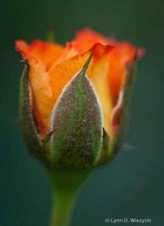 Orange Bud