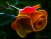 Glowing Rose