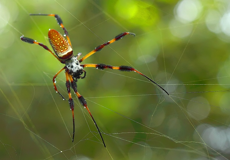A Fine Web