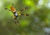 A Fine Web