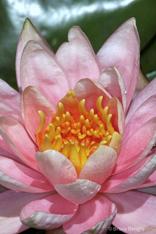 Pink and Yellow waterlily
