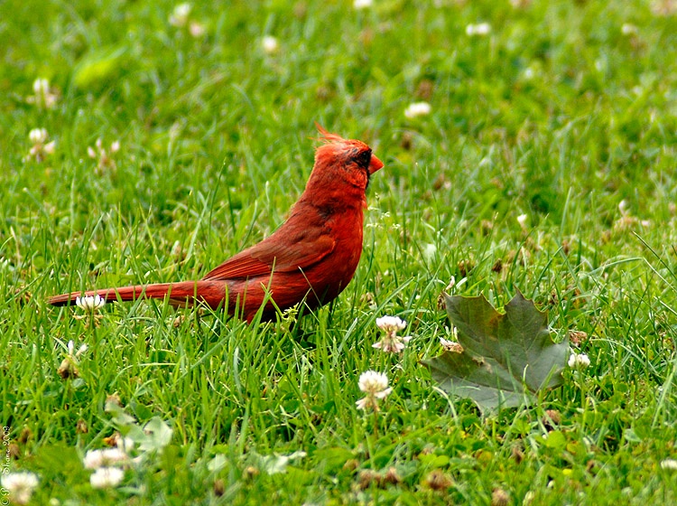 The Cardinal and The Leaf