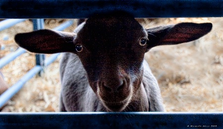 Propeller Ears