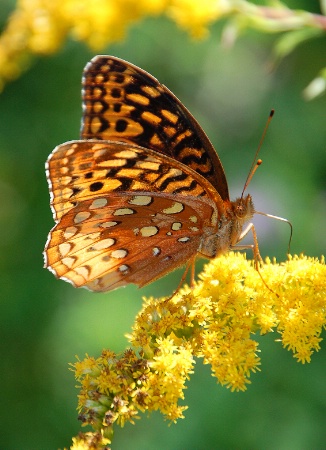 Sunlit Butterfly