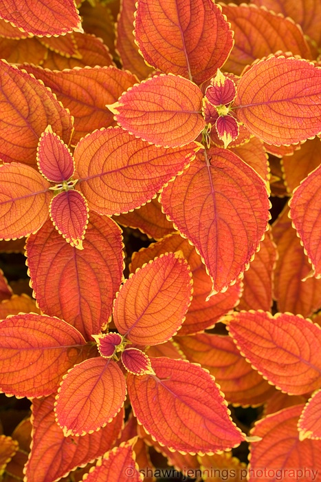 Coleus