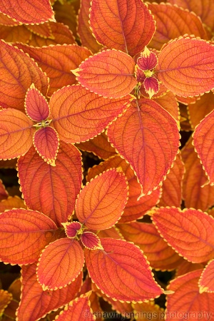 Coleus