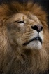Lion Pride