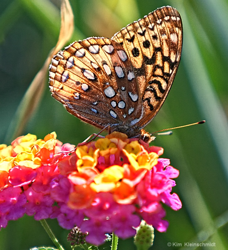 Feasting on flowers