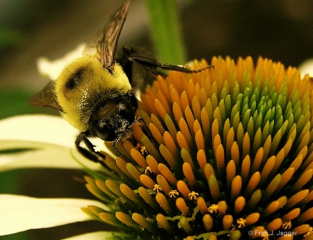 Pollen Searcher