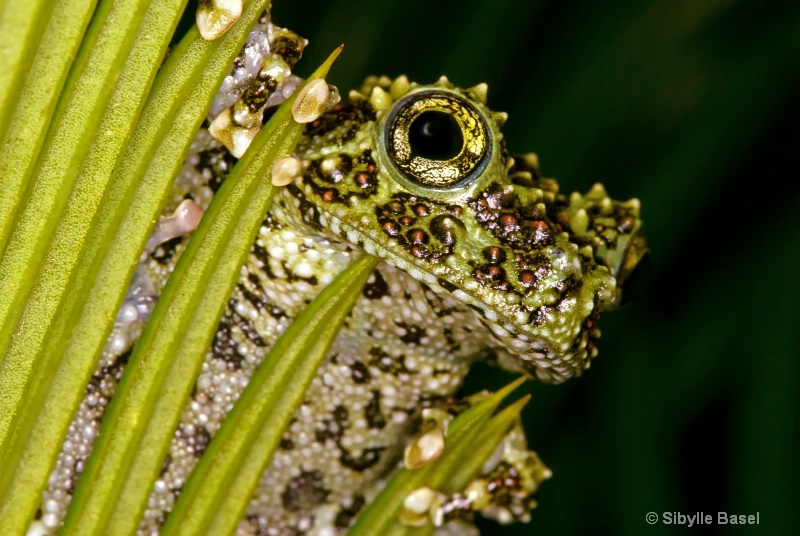Green dart frog - ID: 8896512 © Sibylle Basel